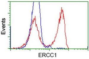 HEK293T cells transfected with either RC200478 overexpress plasmid (Red) or empty vector control plasmid (Blue) were immunostained by anti-ERCC1 antibody (ABIN2453005), and then analyzed by flow cytometry. (ERCC1 Antikörper)