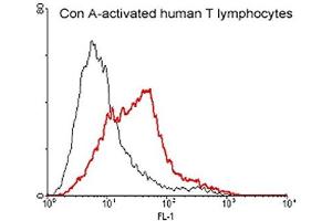 FACS: Con A activated human T lymphocytes were stained significantly using anti-CD137 (human), pAb . (CD137 Antikörper)
