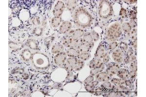 Immunoperoxidase of purified MaxPab antibody to POLB on formalin-fixed paraffin-embedded human salivary gland. (POLB Antikörper  (AA 1-335))