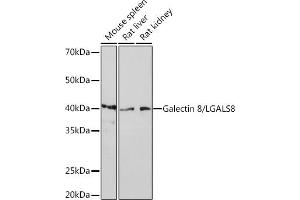 Western blot analysis of extracts of various cell lines, using Galectin 8/LGRabbit mAb (ABIN7268201) at 1:1000 dilution. (LGALS8 Antikörper)