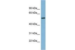 Image no. 1 for anti-Mesoderm Induction Early Response 1, Family Member 2 (MIER2) (AA 287-336) antibody (ABIN6742143) (MIER2 Antikörper  (AA 287-336))
