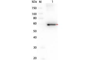 Western Blot of AKT3 Human Recombinant Protein Lane 1: SuperSignal MW markers. (AKT3 Protein)