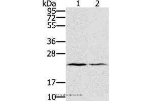 Western blot analysis of Human normal right lung and normal left lung tissue, using EDN2 Polyclonal Antibody at dilution of 1:600 (Endothelin 2 Antikörper)