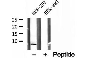 Western blot analysis of extracts of HEK-293 cells, using SEC61G antibody. (SEC61G Antikörper  (Internal Region))