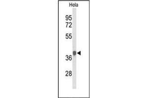 Western blot analysis of PDHA1 Antibody (Center) in Hela cell line lysates (35ug/lane).