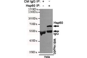 Immunoprecipitation analysis of Hela cell lysates using Hsp60 mouse mAb.