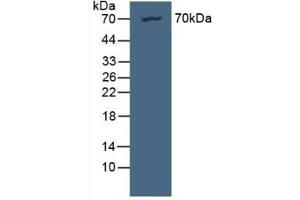 Detection of NUP85 in Human HeLa Cells using Polyclonal Antibody to Nucleoporin 85 (NUP85) (NUP85 Antikörper  (AA 130-368))