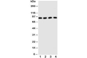 Western blot testing of CUL3 antibody and Lane 1: human HeLa;  2: (h) MCF-7;  3: rat testis;  4: (r) brain tissue lysate.