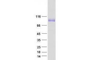 Validation with Western Blot (LRRC8A Protein (Transcript Variant 1) (Myc-DYKDDDDK Tag))