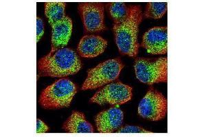 ICC/IF Image Confocal immunofluorescence analysis (Olympus FV10i) of methanol-fixed A431, using Calpain 1, antibody (Green) at 1:500 dilution. (CAPN1 Antikörper)