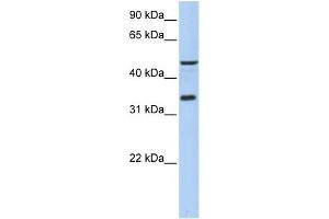WB Suggested Anti-PIP3-E Antibody Titration:  0.