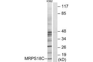 Western Blotting (WB) image for anti-Mitochondrial Ribosomal Protein S18C (MRPS18C) (Internal Region) antibody (ABIN1850530) (MRPS18C Antikörper  (Internal Region))