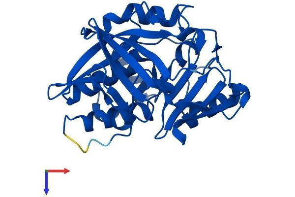 NAT2 Protein (AA 1-290) (His tag)