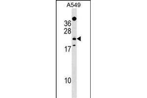 EFHD1 Antibody (Center) (ABIN1538567 and ABIN2849477) western blot analysis in A549 cell line lysates (35 μg/lane). (EFHD1 Antikörper  (AA 68-94))