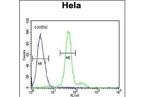ELOVL5 Antibody (C-term) (ABIN653926 and ABIN2843160) flow cytometric analysis of Hela cells (right histogram) compared to a negative control cell (left histogram). (ELOVL5 Antikörper  (C-Term))