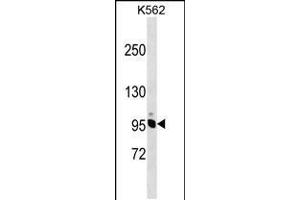 Western blot analysis in K562 cell line lysates (35ug/lane). (NCAPH Antikörper  (AA 354-382))