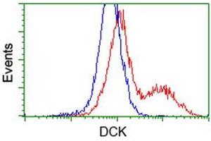 HEK293T cells transfected with either RC210767 overexpress plasmid (Red) or empty vector control plasmid (Blue) were immunostained by anti-DCK antibody (ABIN2454431), and then analyzed by flow cytometry. (DCK Antikörper)