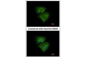 Immunofluorescence (IF) image for anti-Alkaline Phosphatase, Placental-Like 2 (ALPPL2) (Center) antibody (ABIN2856956)