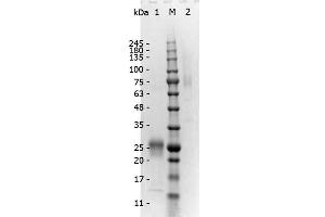 SDS-PAGE of F(ab')2 Rabbit anti-Mouse IgG Antibody min x Human serum proteins.