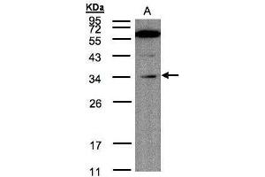 WB Image Sample(30 μg of whole cell lysate) A:Raji , 12% SDS PAGE antibody diluted at 1:200 (Malectin Antikörper)