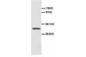 Image no. 1 for anti-CD40 (CD40) (N-Term) antibody (ABIN1495124) (CD40 Antikörper  (N-Term))