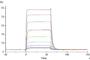 Surface Plasmon Resonance (SPR) image for Natural Cytotoxicity Triggering Receptor 3 (NCR3) (AA 19-138) protein (His-Avi Tag,Biotin) (ABIN7275354)