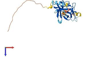FGF16 Protein (AA 1-207) (His tag)