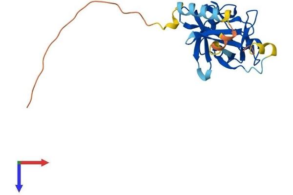FGF16 Protein (AA 1-207) (His tag)