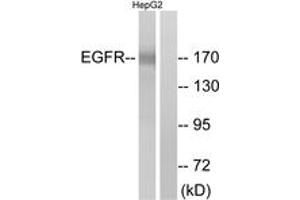 Western Blotting (WB) image for anti-Epidermal Growth Factor Receptor (EGFR) (AA 1077-1126) antibody (ABIN2888975) (EGFR Antikörper  (AA 1077-1126))