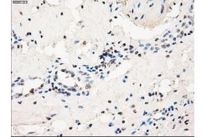 Immunohistochemical staining of paraffin-embedded pancreas tissue using anti-FCGR2A mouse monoclonal antibody. (FCGR2A Antikörper)