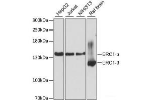 Western blot analysis of extracts of various cell lines using ERC1 Polyclonal Antibody at dilution of 1:3000. (ERC1 Antikörper)