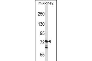 RGL1 Antibody (Center) (ABIN657532 and ABIN2846550) western blot analysis in mouse kidney tissue lysates (35 μg/lane). (RGL1 Antikörper  (AA 247-275))