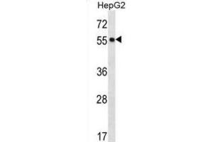 Western Blotting (WB) image for anti-Protein O-Fucosyltransferase 2 (POFUT2) antibody (ABIN2996993) (POFUT2 Antikörper)