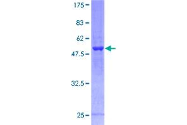 PSMD8 Protein (AA 1-257) (GST tag)