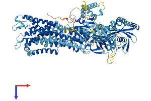 ATP11C Protein (AA 1-1132) (His tag)