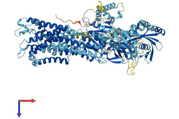 ATP11C Protein (AA 1-1132) (His tag)