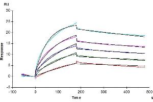 Surface Plasmon Resonance (SPR) image for Claudin 6 (CLDN6) (AA 1-220) (Active) protein-VLP (ABIN7448159)