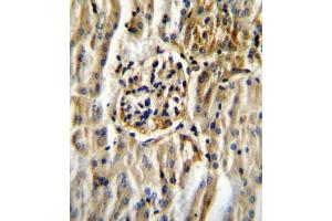 CYP11B2 Antibody (Center) (ABIN655163 and ABIN2844780) immunohistochemistry analysis in formalin fixed and paraffin embedded mouse kidney tissue followed by peroxidase conjugation of the secondary antibody and DAB staining. (CYP11B2 Antikörper  (AA 120-147))