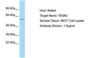 Image no. 1 for anti-Testis-Specific Kinase 2 (TESK2) (C-Term) antibody (ABIN6750038) (TESK2 Antikörper  (C-Term))