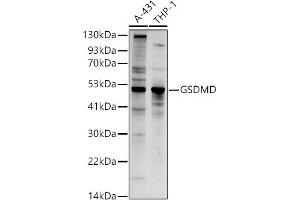 GSDMD Antikörper  (AA 276-484)