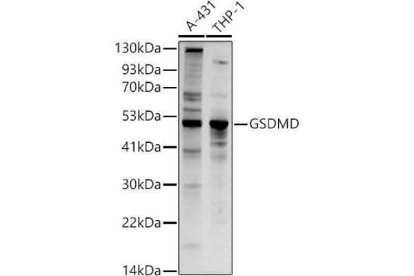 GSDMD Antikörper  (AA 276-484)