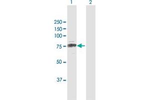 Western Blot analysis of CUX1 expression in transfected 293T cell line by CUX1 MaxPab polyclonal antibody. (CUX1 Antikörper  (AA 1-676))