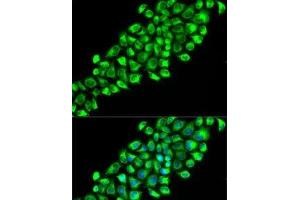 Immunofluorescence analysis of HeLa cells using PON2 Polyclonal Antibody (PON2 Antikörper)