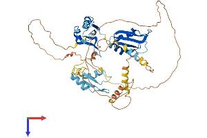 CELF4 Protein (AA 1-486) (His tag)