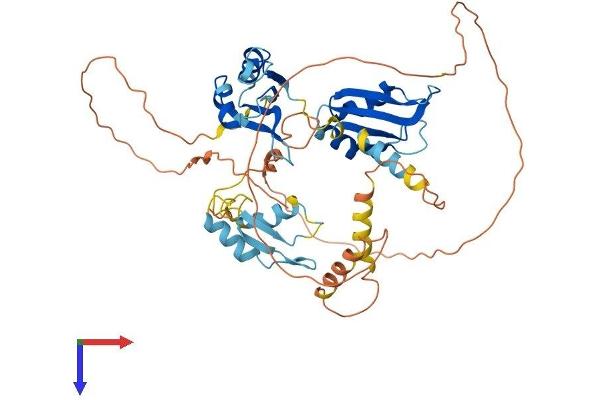 CELF4 Protein (AA 1-486) (His tag)