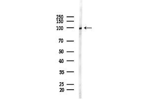 anti-XPA Binding Protein 2 (XAB2) (Internal Region) antibody