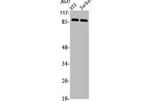 Western Blot analysis of NIH-3T3 Jurkat cells using CDC46 Polyclonal Antibody (MCM5 Antikörper  (N-Term))