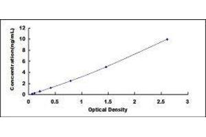 ELISA image for Tumor Necrosis Factor (Ligand) Superfamily, Member 10 (TNFSF10) ELISA Kit (ABIN416536)