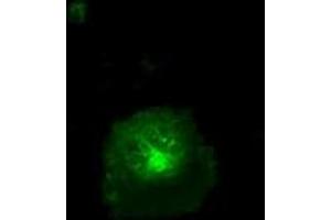 Image no. 4 for anti-CD36 (CD36) antibody (ABIN1497274) (CD36 Antikörper)