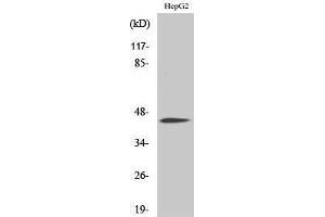 Western Blotting (WB) image for anti-CCAAT/enhancer Binding Protein (C/EBP), alpha (CEBPA) (pSer21) antibody (ABIN3179623) (CEBPA Antikörper  (pSer21))